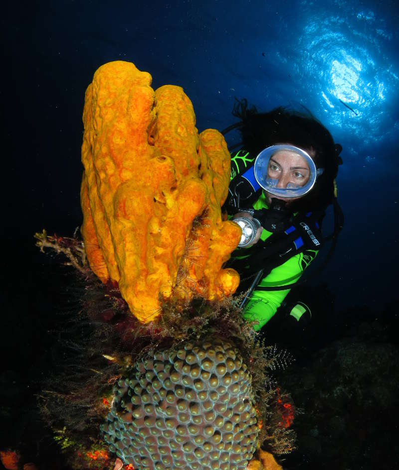 IMMERSIONI SUBACQUEA con Dressel Divers