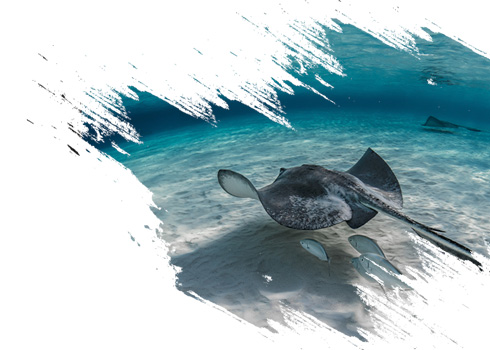dressel divers - discounts