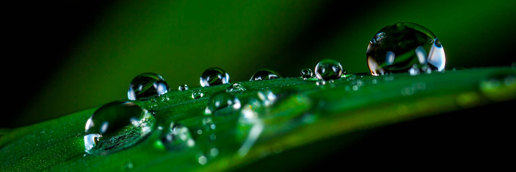 QUALITY DIVING & SNORKELING with DRESSEL DIVERS