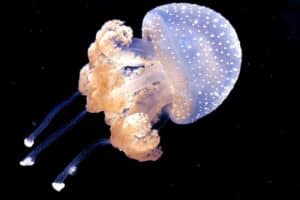 Blue Jellyfish (Phyllorhiza punctata)