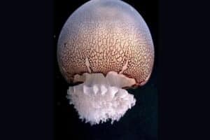 Cannonball Jellyfish (Stomolophus meleagris)