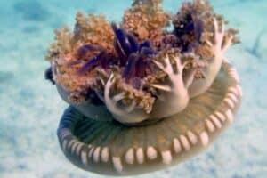 Mangrove Upside-Down Jellyfish (Cassiopea xamachana)