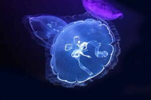 Moon Jellyfish (Aurelia aurita)