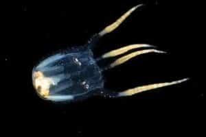 Sea Wasp
