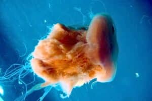 Facts About Jellyfish - datos-sobre las medusas-Spicy Cauliflower Jellyfish
