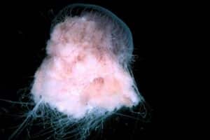 Spicy Cauliflower Jellyfish (Drymonema dalmatinum)