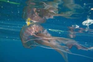 Facts About Jellyfish - datos sobre las medusas-Warty Jellyfish