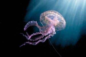 Facts About Jellyfish - datos sobre las medusas Warty Jellyfish (Pelagia noctiluca)