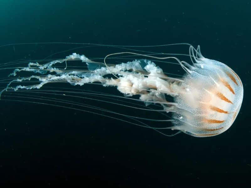 Facts About Jellyfish - datos sobre las medusas -chrysaora ADORNO 2