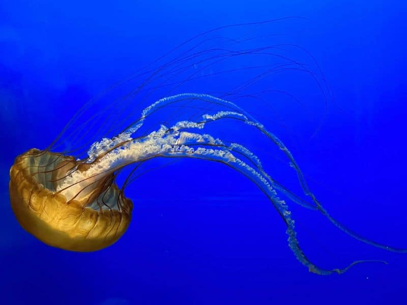 Facts About Jellyfish - datos sobre las medusas-chrysaora ADORNO 3