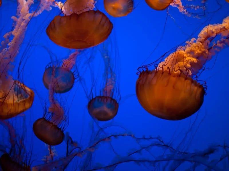 Facts About Jellyfish - datos sobre las medusas-chrysaora ADORNO