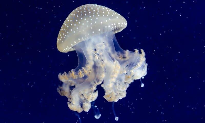 Facts About Jellyfish - datos sobre las medusas -chrysaora- PORTADA