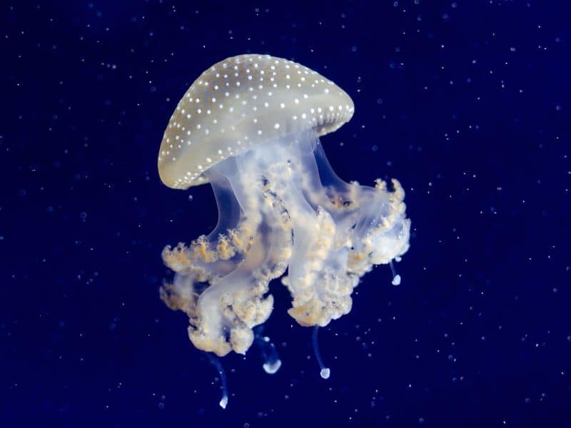 Facts About Jellyfish - datos sobre las medusas -chrysaora- PORTADA