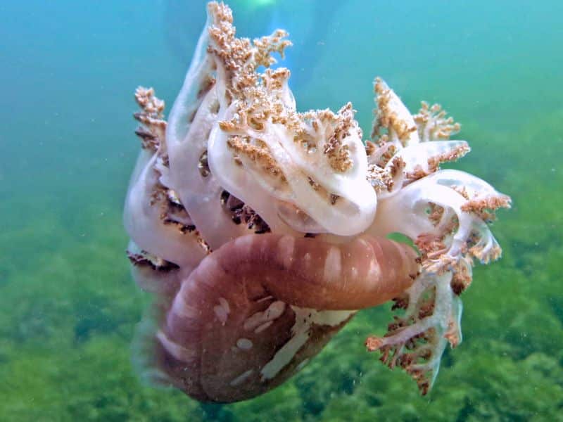 Facts About Jellyfish - datos sobre las medusas image of jellyfish (3)
