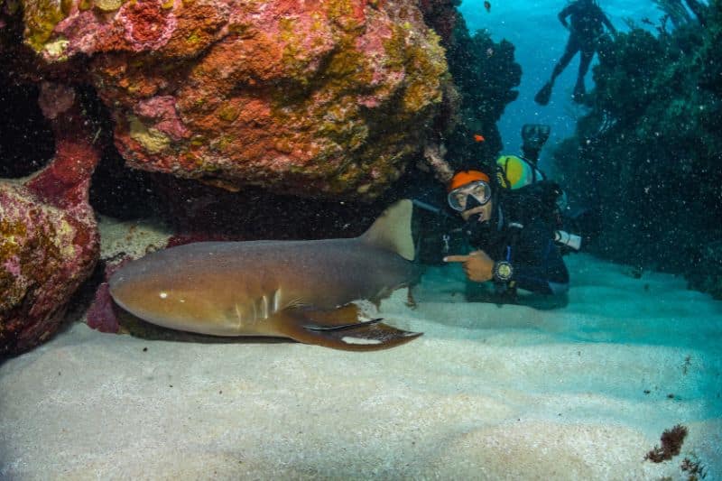 Fear of Scuba Diving (7) miedo al buceo