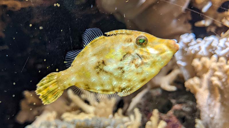Filefish Species - Fringed Filefish