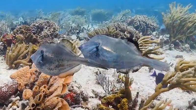 Filefish Species - Orange Filefish