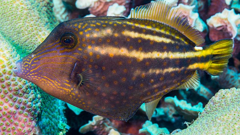 Filefish Species - Orange spotted Filefish