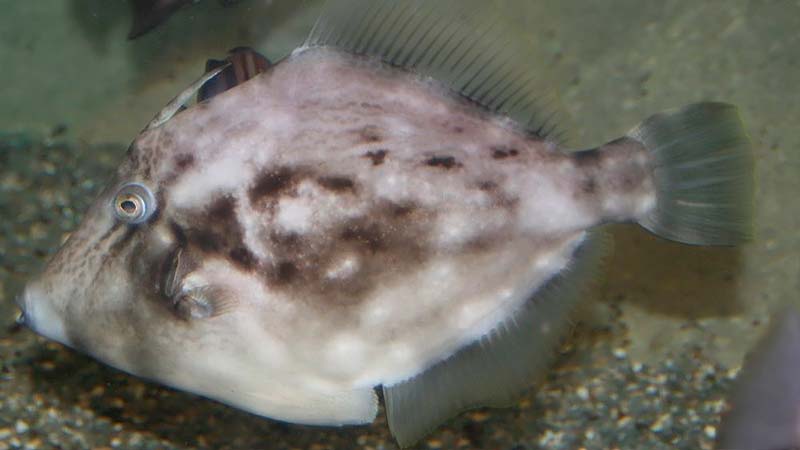 Filefish Species - Planehead Filefish