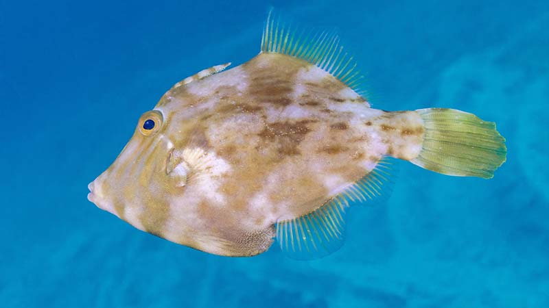 Filefish Species - Pygmy Filefish