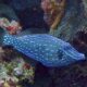 Filefish Species - Scrawled Filefish - principal