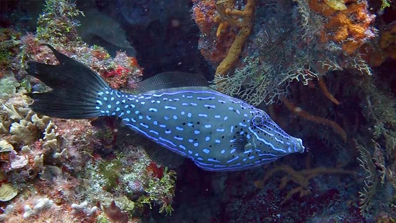 Filefish Species - Scrawled Filefish - principal