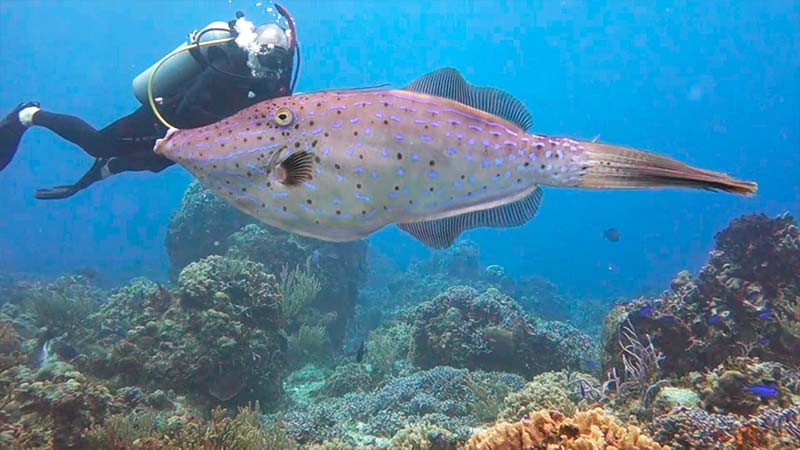 Filefish Species - Scrawled Filefish