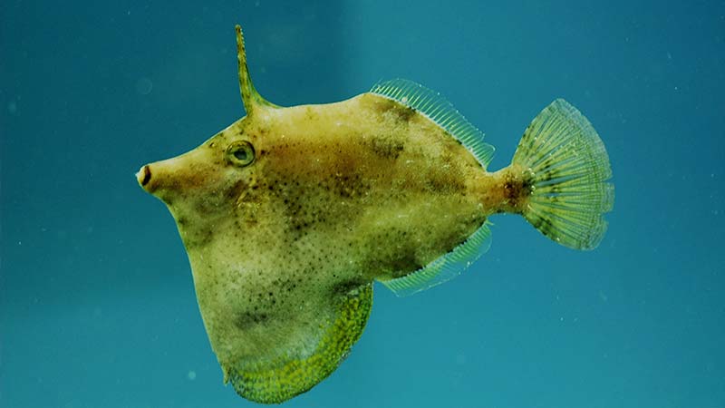Filefish Species - Slender Filefish