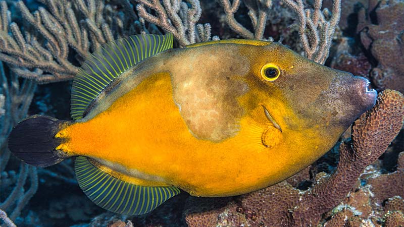 Filefish Species - Whitespotted Filefish
