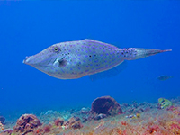 Filefish