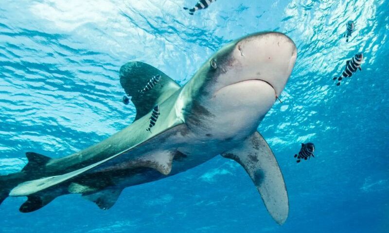 Title Fish That Swim with Sharks (12) Peces que nadan con tiburones Caption Description File URL: https://www.dresseldivers.com/wp-content/uploads/Fish-That-Swim-with-Sharks-12-Peces-que-nadan-con-tiburones.jpg Copy URL to clipboard Required fields are marked * Slide link Shortcodes Ultimate Use this field to add custom links to slides used with Slider, Carousel and Custom Gallery shortcodes Replace media Upload a new file To replace the current file, click the link and upload a replacement file. Remove background Remove background To remove the background, click the link. Imagify Optimizing... Set featured image