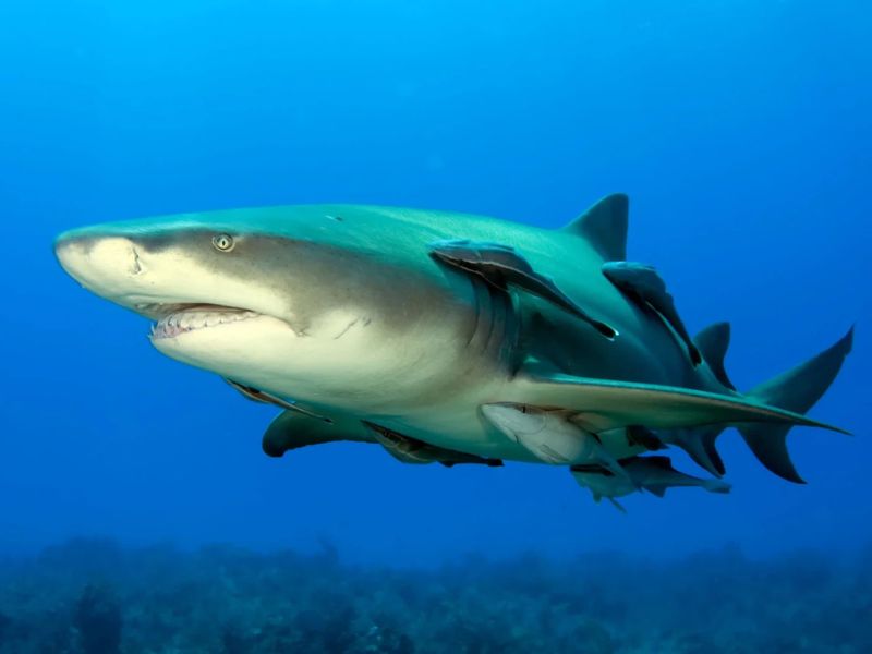 Fish That Swim with Sharks - Peces que nadan con tiburones
