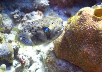 Catamaran Tour In Punta Cana balloonfish