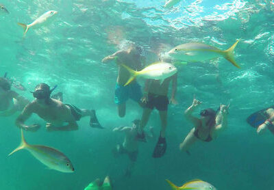 Catamaran Tour In Punta Cana - school of fish