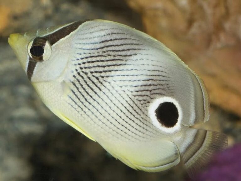 Caribbean Reef Fish Identification | Complete Guide