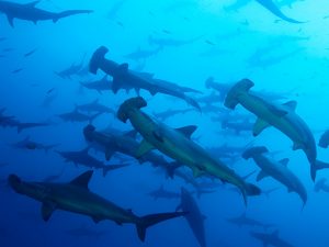 French Polynesia Liveaboard Diving - Hammerhead
