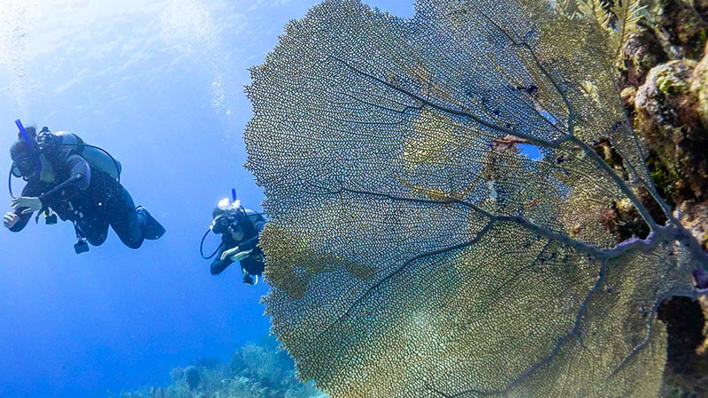 GORGONIAN CORALS - GORGONIAS - ADORNO