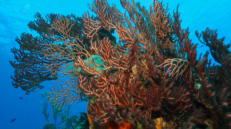 GORGONIAN CORALS -  GORGONIAS (3)