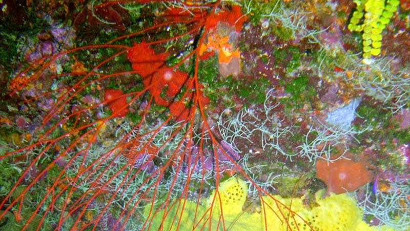 GORGONIAN CORALS GORGONIAS COLORFUL SEA WHIP