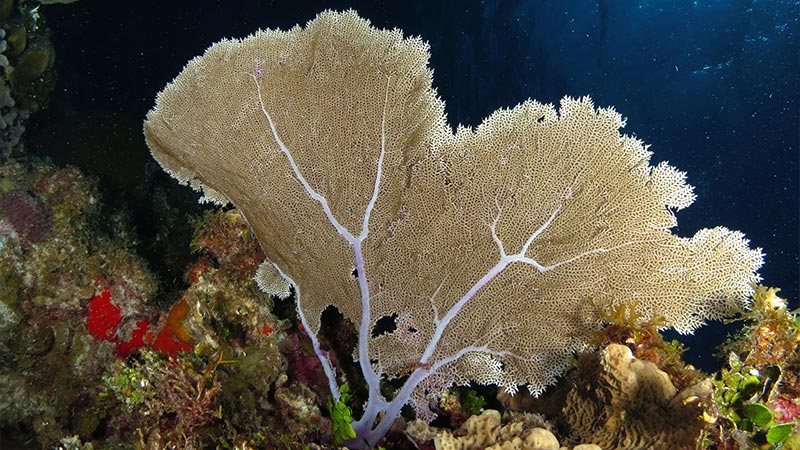 GORGONIAN CORALS - GORGONIAS - COMMON SEA FAN