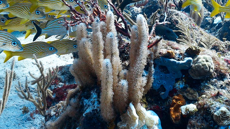 GORGONIAN CORALS - GORGONIAS CORKY SEA FINGER