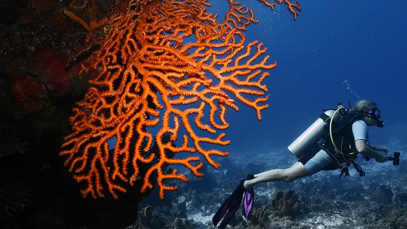 GORGONIAN CORALS - GORGONIAS - DEEP WATER SEA FAN