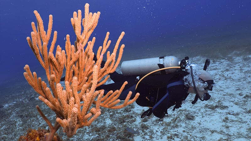 GORGONIAN CORALS - GORGONIAS ORANGE SPINY SEA ROD