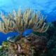 GORGONIAN CORALS - GORGONIAS - PRINCIPAL