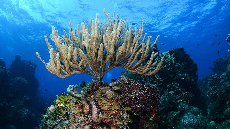 GORGONIAN CORALS - GORGONIAS - PRINCIPAL