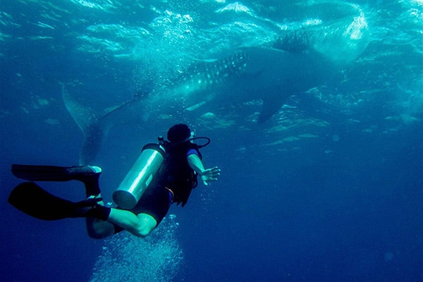 Galapagos Liveaboard diving - shark