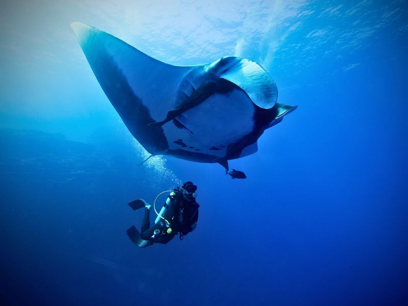 Giant Manta Ray