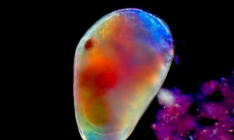 Glowing Sea Creatures (10) creaturas marinas que brillan