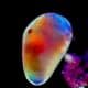 Glowing Sea Creatures (10) creaturas marinas que brillan
