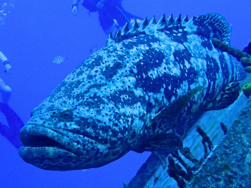 Goliath Grouper - Guía de identificación de peces de arrecife del Caribe